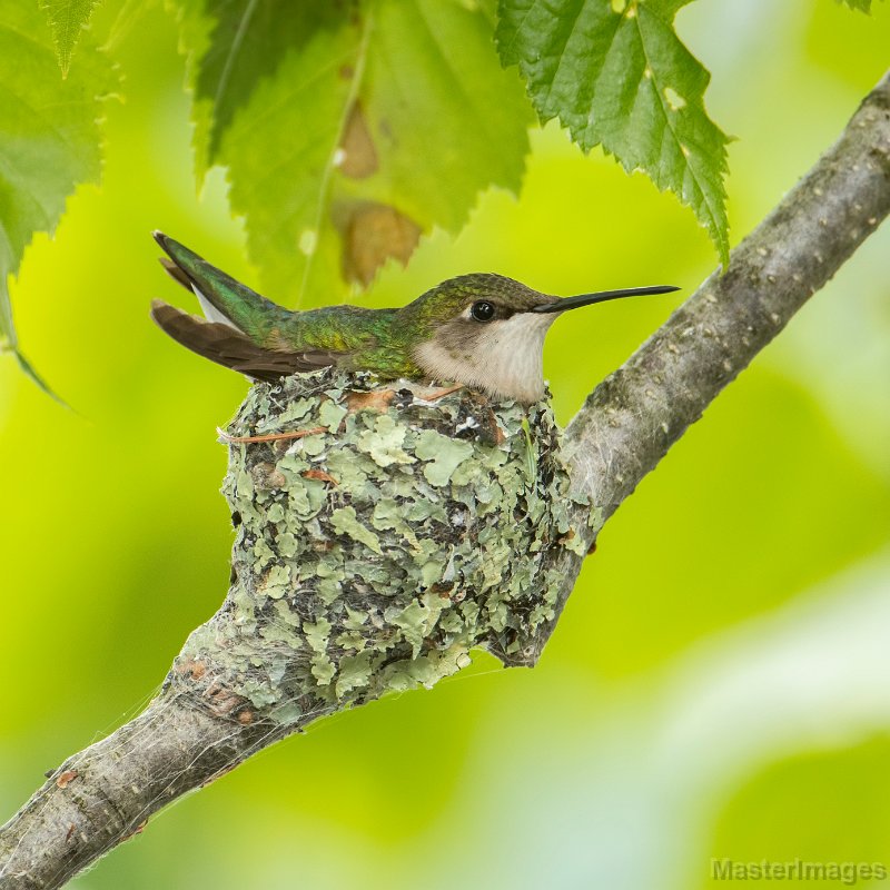 hummingbird-nest